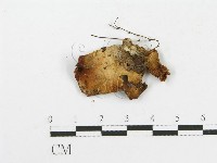 登錄號:F0000996藏品圖，第1張