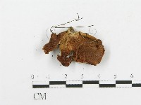 登錄號:F0000996藏品圖，第3張