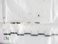 登錄號:F0001000藏品圖，第1張