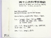 毛木耳藏品圖，第2張