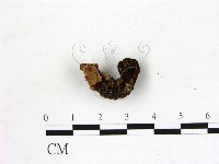 登錄號:F0001006藏品圖，第1張