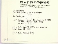 蟲草屬藏品圖，第2張