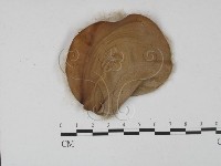登錄號:F0001008藏品圖，第1張
