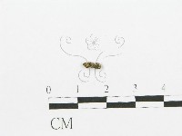 登錄號:F0001010藏品圖，第1張