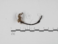 登錄號:F0001011藏品圖，第1張