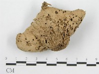 登錄號:F0001016藏品圖，第3張