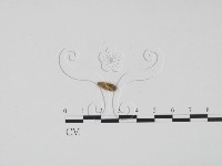 登錄號:F0001018藏品圖，第1張