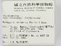 剛毛絲皮菌藏品圖，第2張