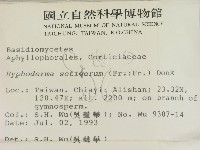 剛毛絲皮菌藏品圖，第2張