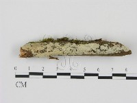 剛毛絲皮菌藏品圖，第3張