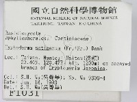 剛毛絲皮菌藏品圖，第2張