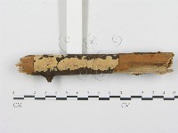 登錄號:F0001033藏品圖，第1張