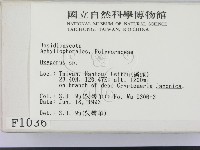 銳孔菌屬藏品圖，第2張
