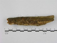 銳孔菌屬藏品圖，第3張