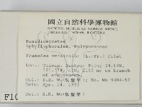 雲芝藏品圖，第2張