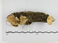 登錄號:F0001039藏品圖，第1張