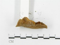 木層孔菌屬藏品圖，第4張