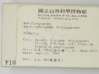 栓菌屬藏品圖，第2張