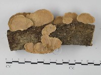 栓菌屬藏品圖，第3張