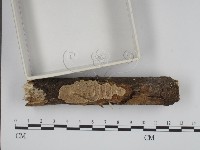 登錄號:F0001044藏品圖，第3張