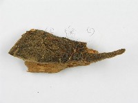 館號:F0001050藏品圖，第4張
