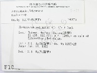 硬孔菌屬藏品圖，第2張