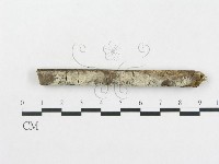 硬孔菌屬藏品圖，第1張