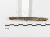 硬孔菌屬藏品圖，第4張