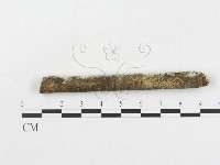 硬孔菌屬藏品圖，第5張