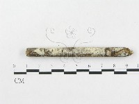 硬孔菌屬藏品圖，第6張
