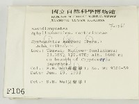 冇骨消絲齒菌藏品圖，第2張