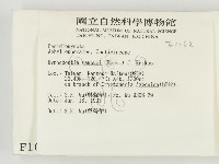 冇骨消絲齒菌藏品圖，第2張