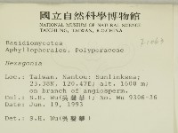 蜂窩菌屬藏品圖，第2張