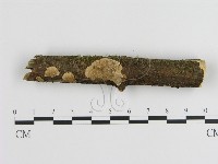 蜂窩菌屬藏品圖，第1張
