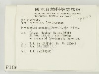 冇骨消絲齒菌藏品圖，第2張
