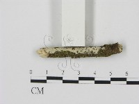 剛毛絲皮菌藏品圖，第1張