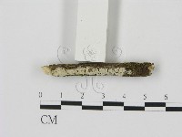 剛毛絲皮菌藏品圖，第3張
