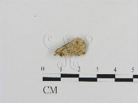 登錄號:F0001069藏品圖，第1張