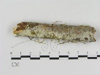 登錄號:F0001073藏品圖，第1張