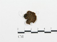 登錄號:F0001075藏品圖，第1張