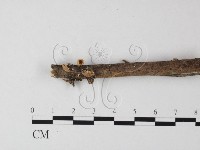 登錄號:F0001083藏品圖，第1張