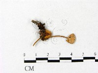 登錄號:F0001085藏品圖，第1張