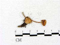 登錄號:F0001085藏品圖，第3張