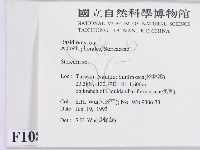 韌革菌屬藏品圖，第2張