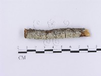 登錄號:F0001088藏品圖，第1張
