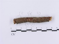 登錄號:F0001088藏品圖，第4張