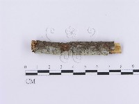登錄號:F0001088藏品圖，第5張