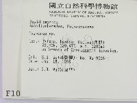 銳孔菌屬藏品圖，第2張