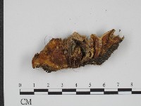 登錄號:F0001095藏品圖，第3張