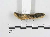 登錄號:F0001096藏品圖，第5張
